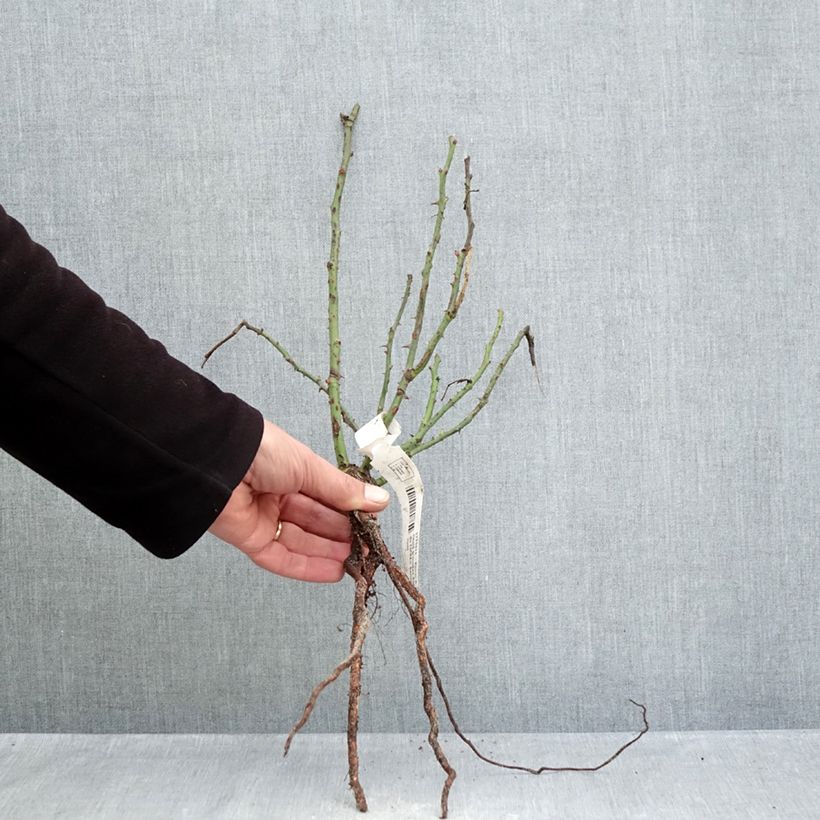 Exemplar von Rosa Summer Sangria 'Meizilena' - Beetrose Wurzelnackt wie im Winter geliefert