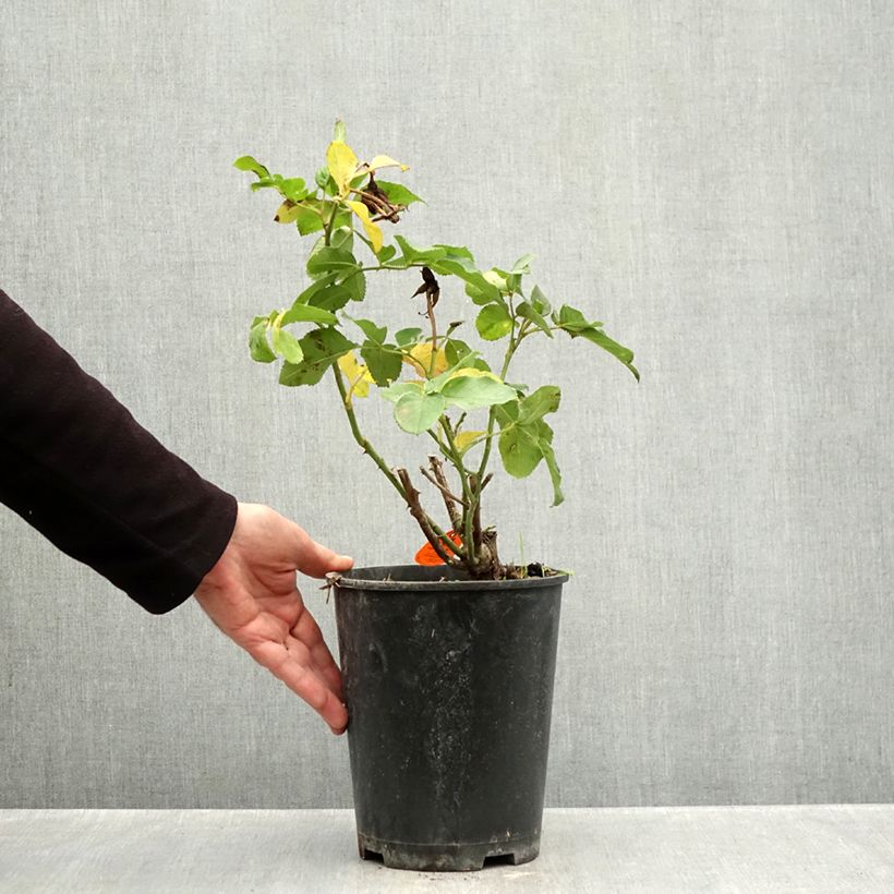 Exemplar von Rosa Rustica III - Beetrose Topf mit 4L/5L wie im Herbst geliefert