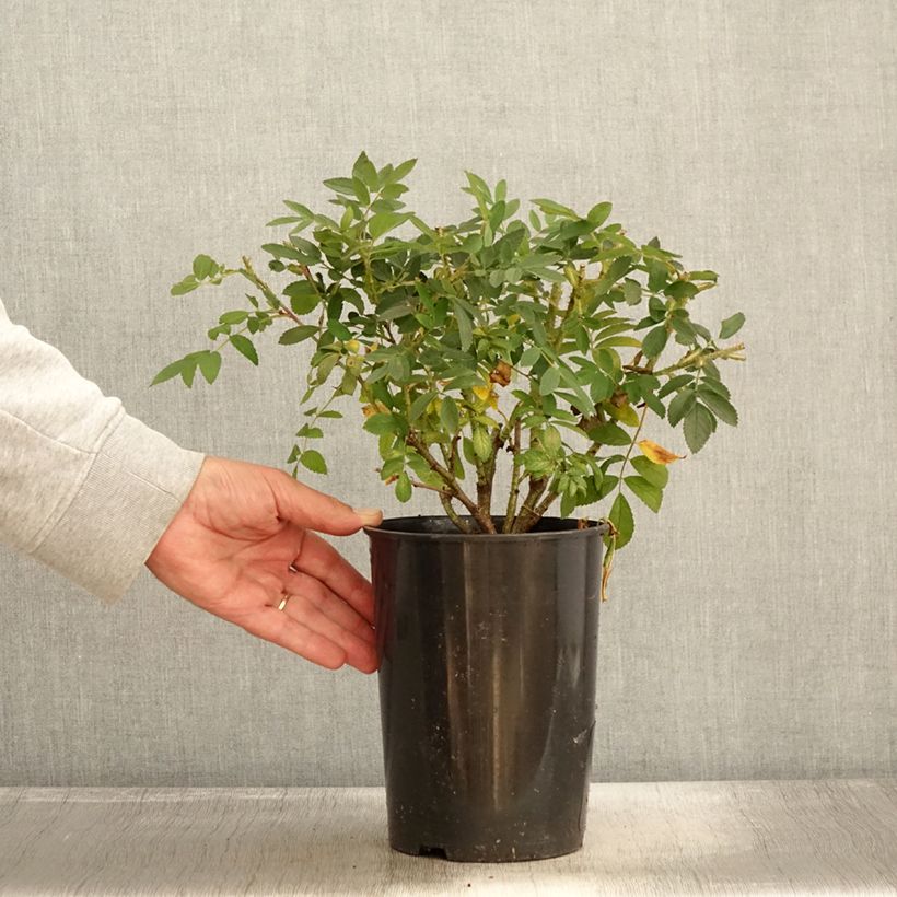 Exemplar von Rosa rugosa Strandperle - Apfelrose Topf mit 4L/5L wie im Herbst geliefert