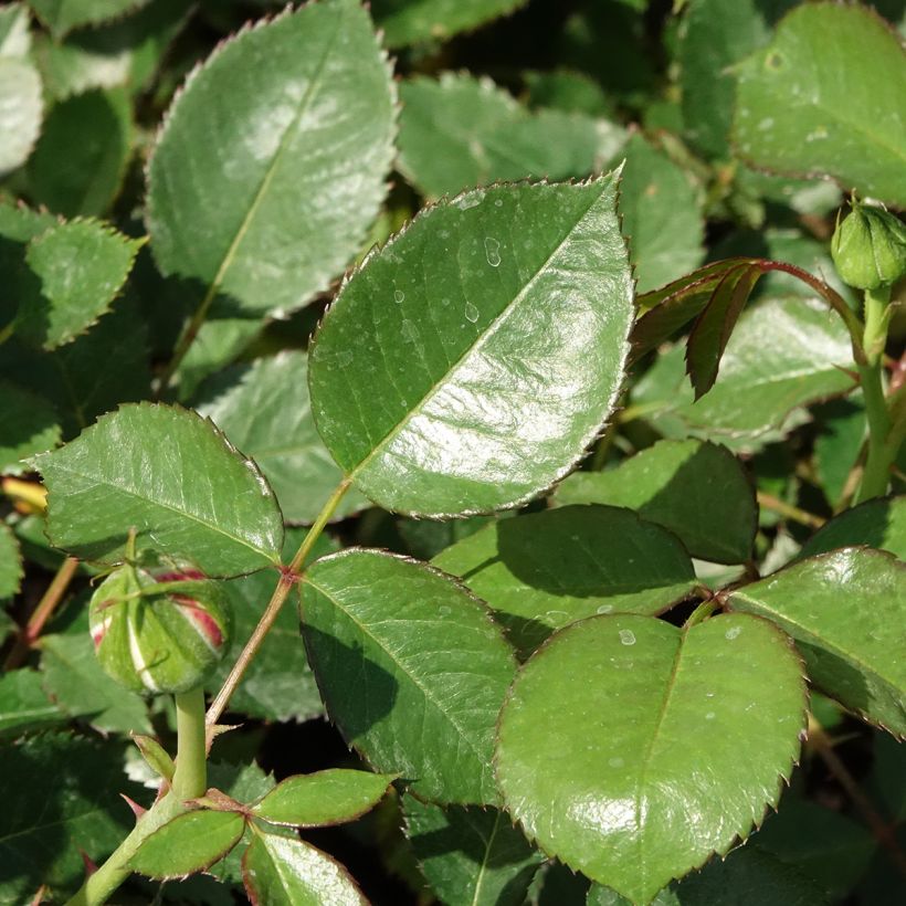 Rosa polyantha Tobago - Beetrose (Laub)