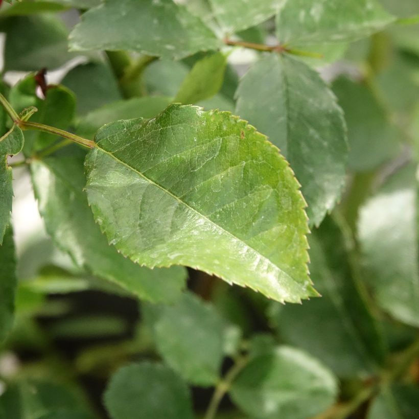 Rosa moschata Walferdange - Moschata-Hybride (Laub)