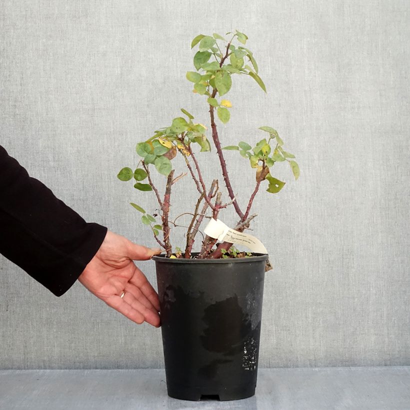 Exemplar von Rosa Agatha - Edelrose Topf mit 4L/5L wie im Herbst geliefert