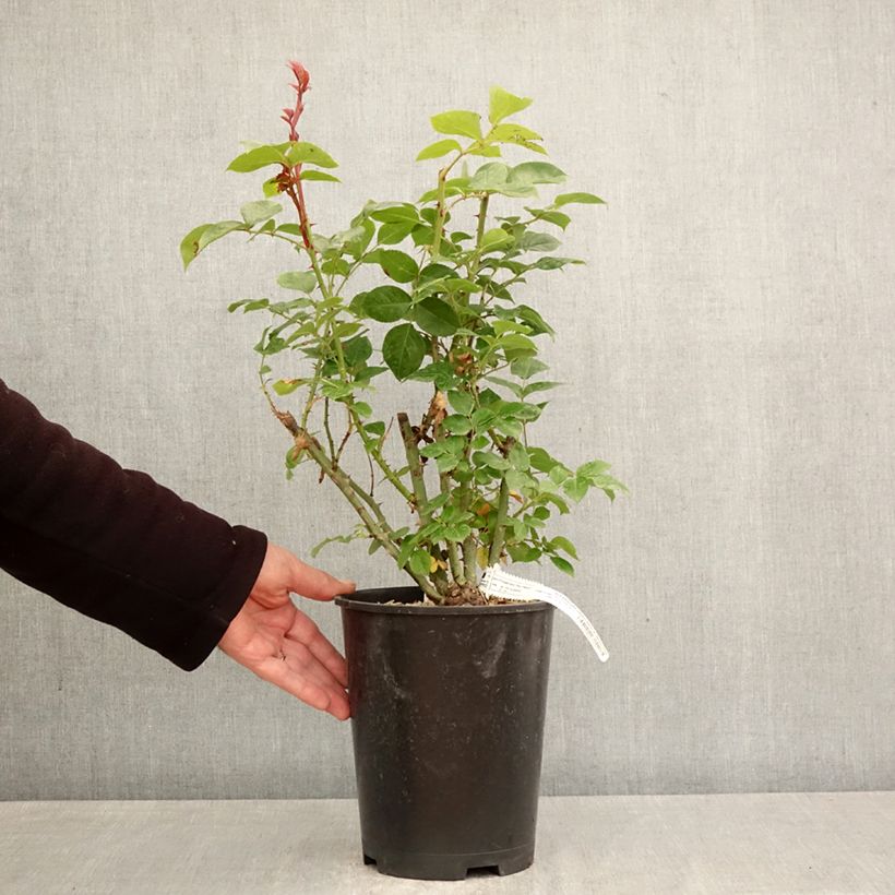 Exemplar von Rosa Alexandra David Neel - Edelrose Topf mit 4L/5L wie im Frühjahr geliefert