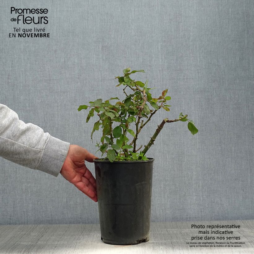 Exemplar von Rosa persica Alissar Princess of Phoenicia - Persische Rose Topf mit 4L/5L wie im Herbst geliefert