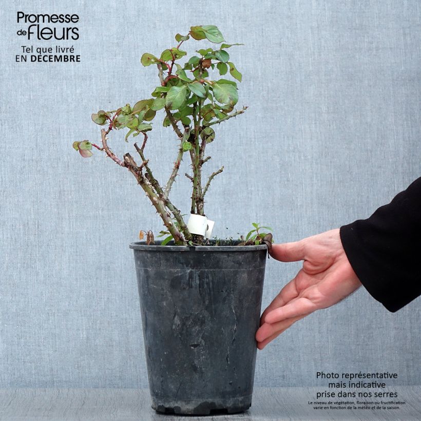Exemplar von Rosa Anahe - Moderne Hybrid-Teerose Topf mit 4L/5L wie im Herbst geliefert