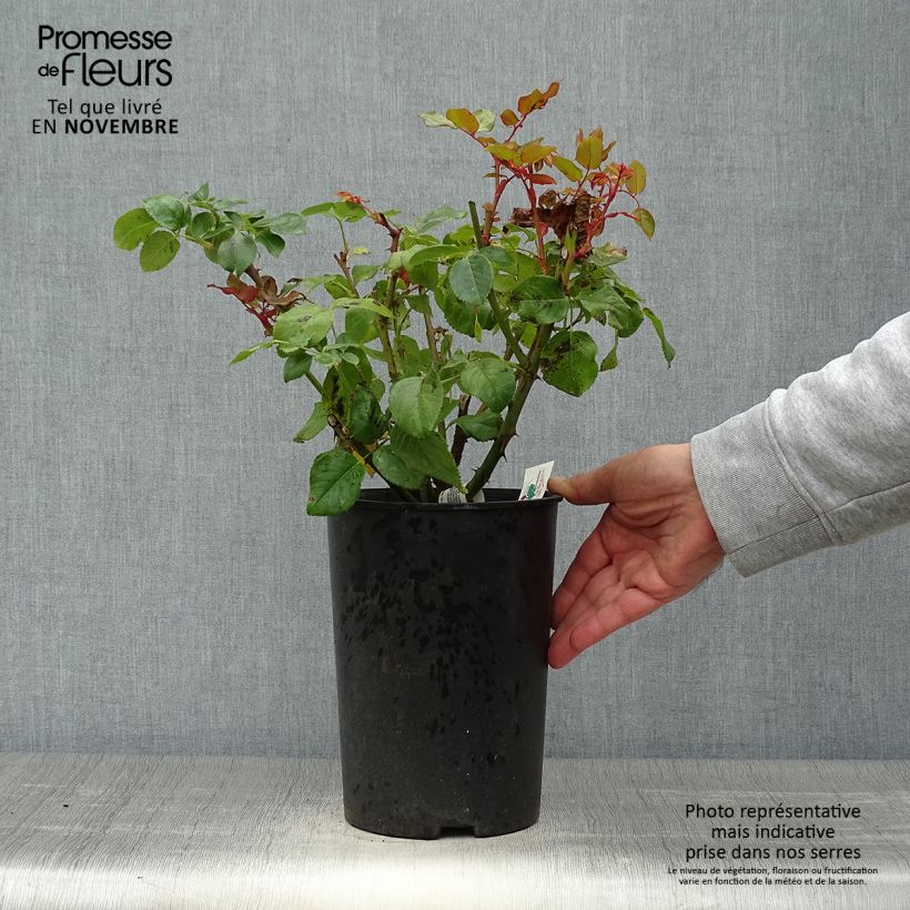 Exemplar von Rosa Anastasia - Edelrose Topf mit 4L/5L wie im Herbst geliefert