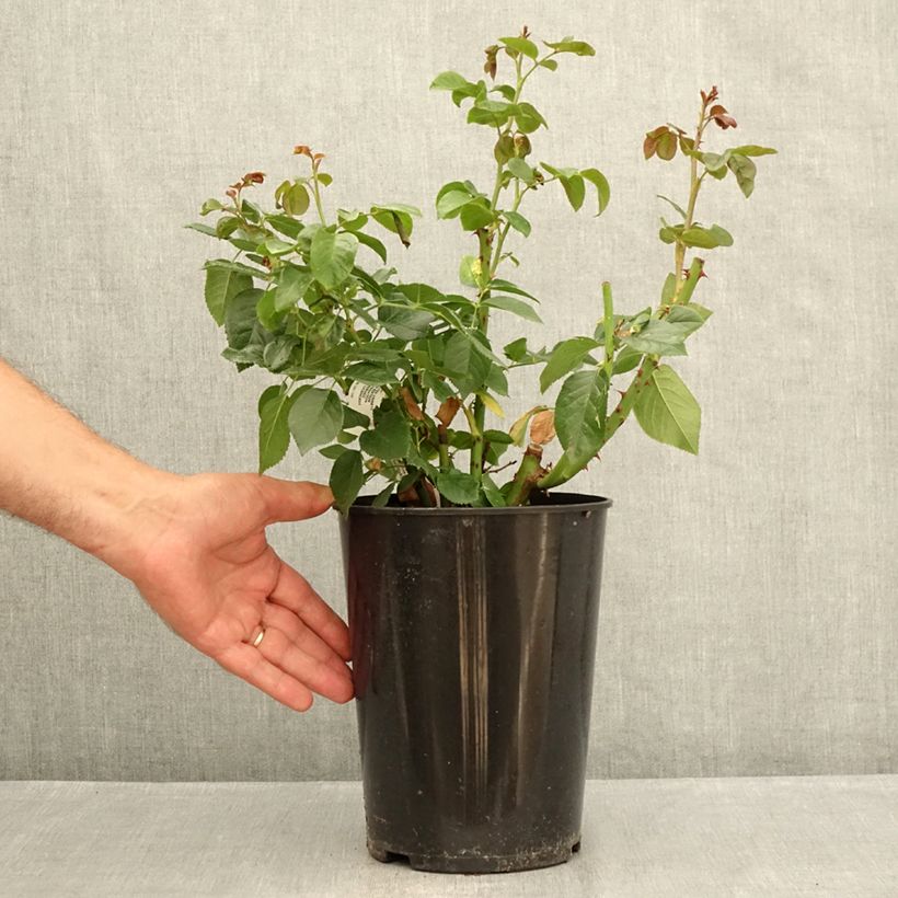 Exemplar von Rosa Anastasia - Edelrose Topf mit 4L/5L wie im Sommer geliefert