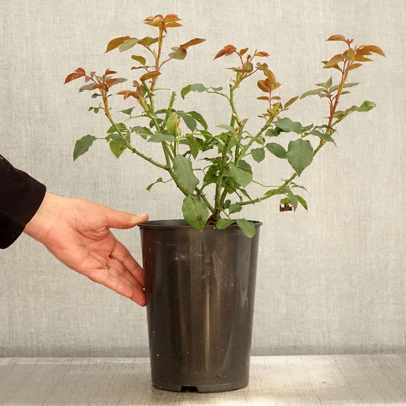 Exemplar von Rosa Annapurna - Moderne Teehybride Topf mit 4L/5L wie im Herbst geliefert