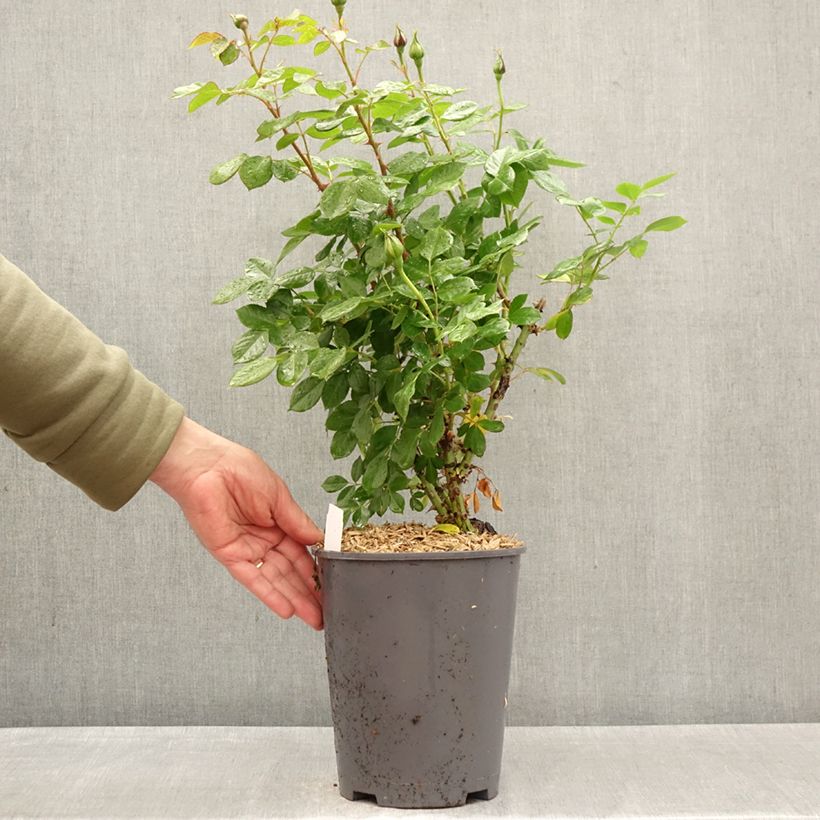 Exemplar von Rosa Auguste Escoffier - Edelrose Topf mit 4L/5L wie im Frühjahr geliefert