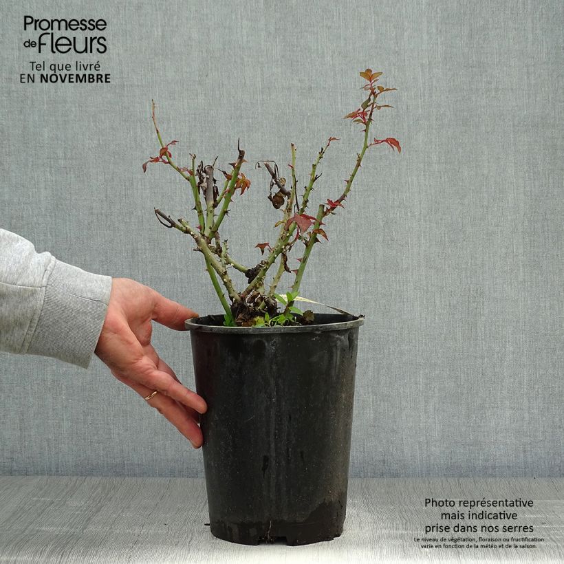 Exemplar von Rosa Belle du Seigneur - Edelrose Topf mit 4L/5L wie im Herbst geliefert