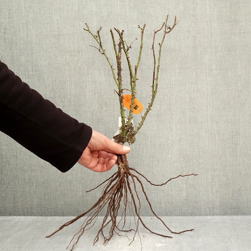 Exemplar von Rosa Belle Romantica - Edelrose Wurzelnackt wie im Winter geliefert