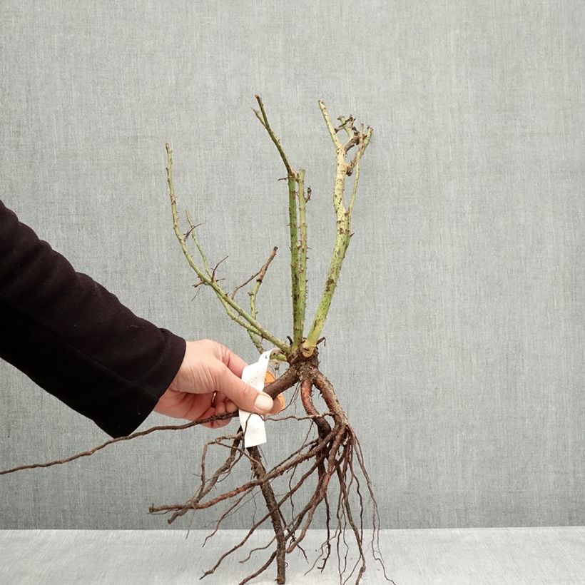 Exemplar von Rosa Belles Rives - Edelrose Wurzelnackt wie im Winter geliefert