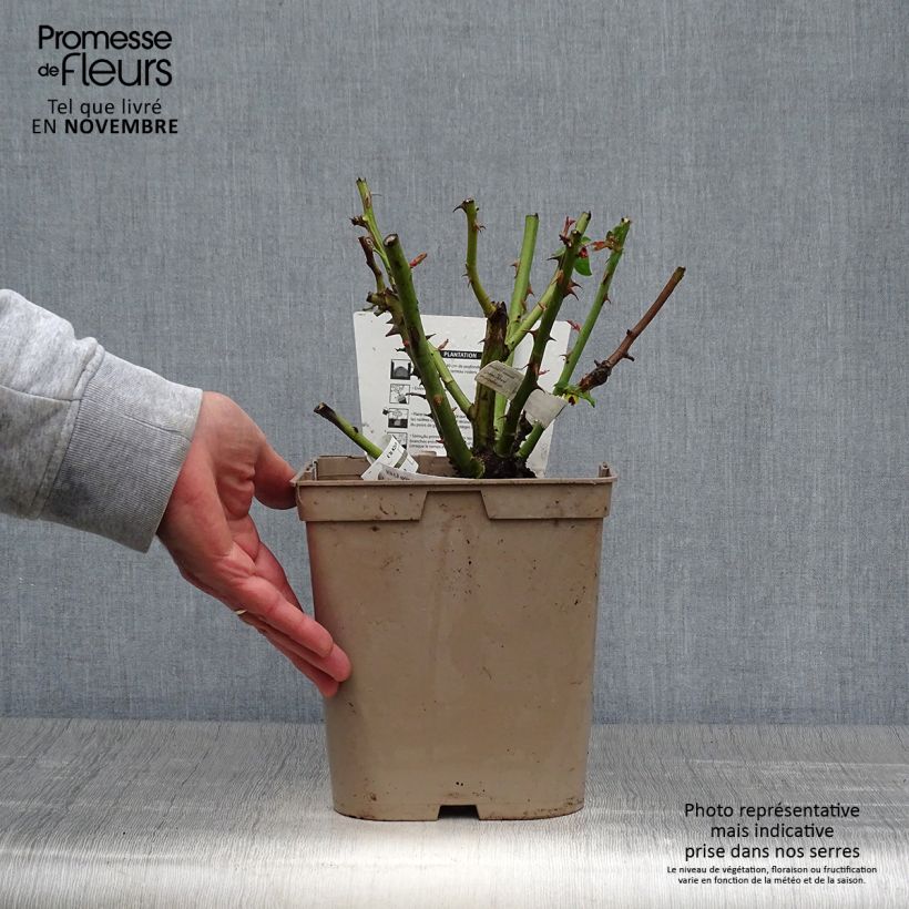 Exemplar von Rosa Camille Pissarro - Edelrose Topf mit 4L/5L wie im Herbst geliefert