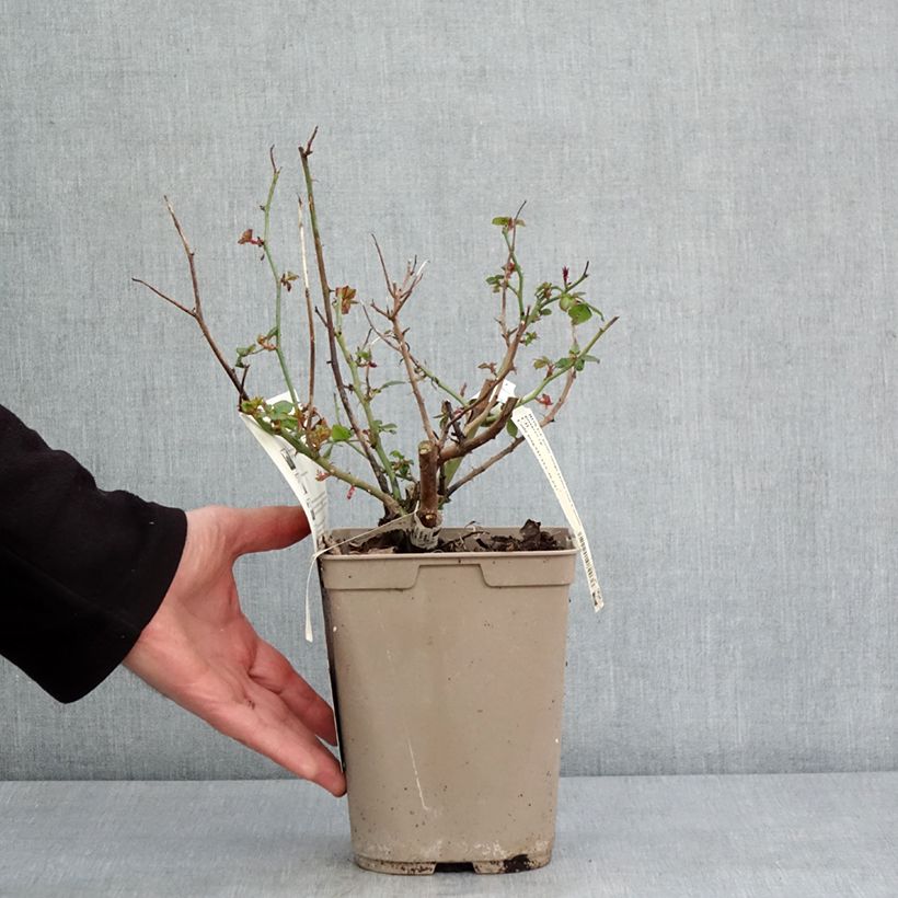 Exemplar von Rosa Camille Pissarro - Edelrose Topf mit 4L/5L wie im Winter geliefert