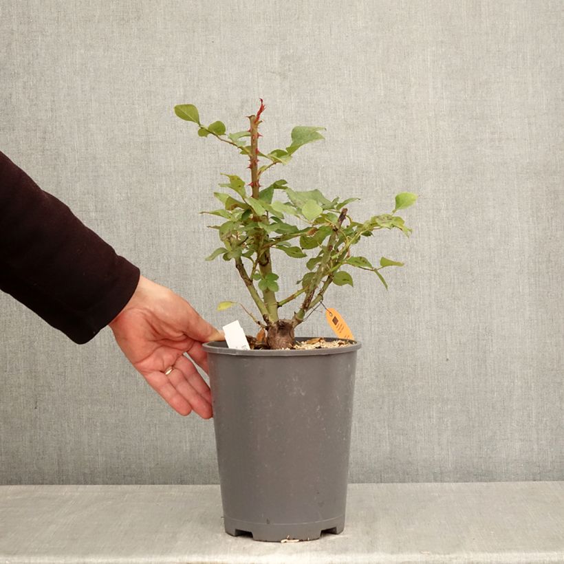 Exemplar von Rosa Caprice de Meilland - Edelrose Topf mit 4L/5L wie im Frühjahr geliefert