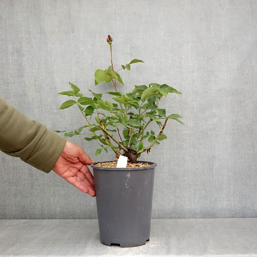 Exemplar von Rosa Charles de Gaulle - Edelrose Topf mit 4L/5L wie im Frühjahr geliefert