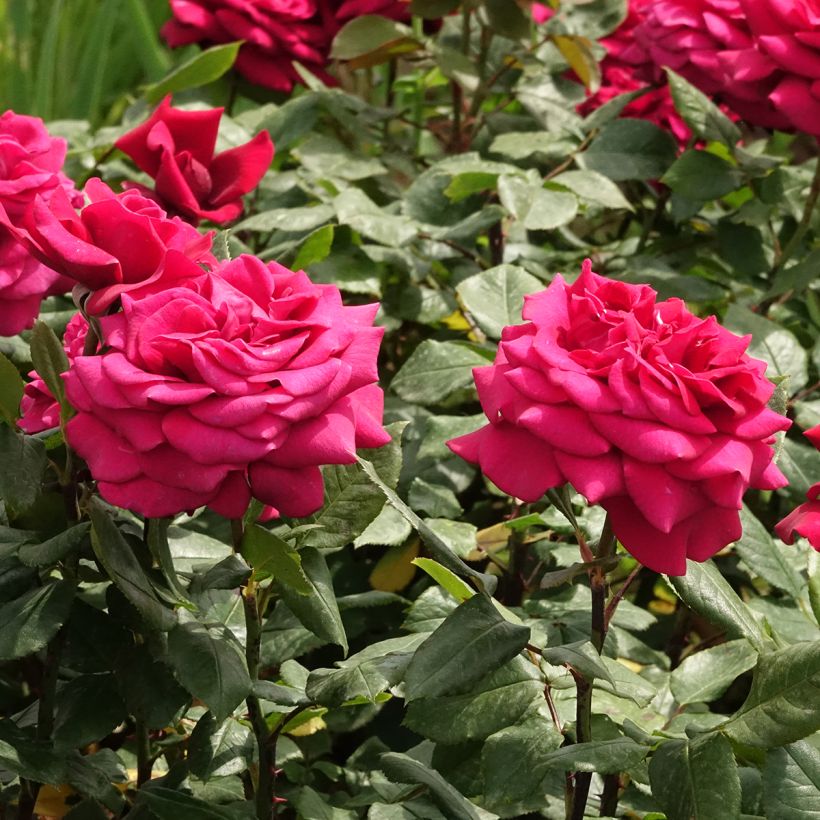 Rosa Charlotte Rampling - Edelrose (Blüte)