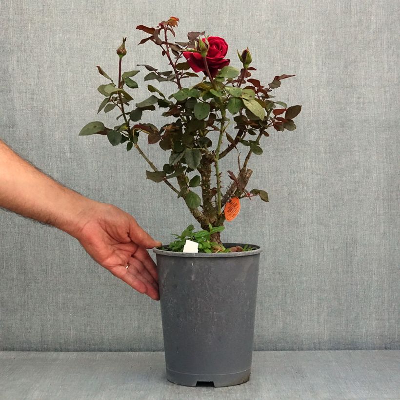Exemplar von Rosa Charlotte Rampling - Edelrose Topf mit 4L/5L wie im Sommer geliefert