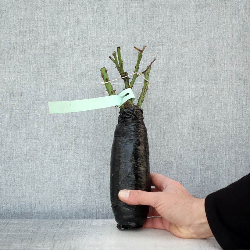 Exemplar von Rosa Clair Renaissance - Edelrose Wurzelnackt in Beutel wie im Winter geliefert