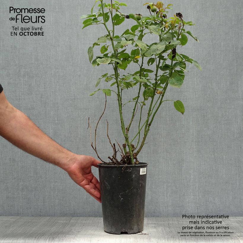 Exemplar von Rosa Clair Renaissance - Edelrose Topf mit 4L/5L wie im Herbst geliefert