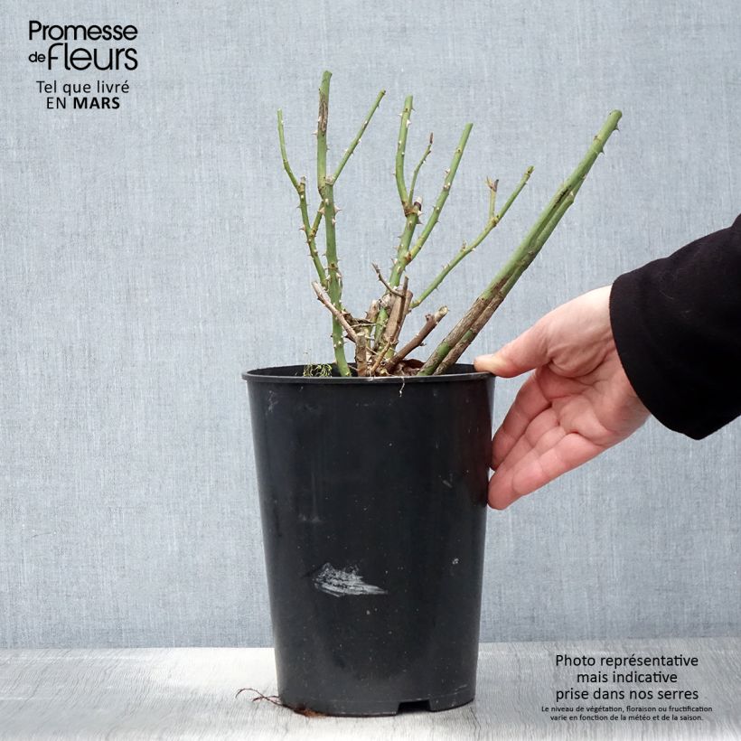 Exemplar von Rosa Clair Renaissance - Edelrose Topf mit 4L/5L wie im Frühjahr geliefert