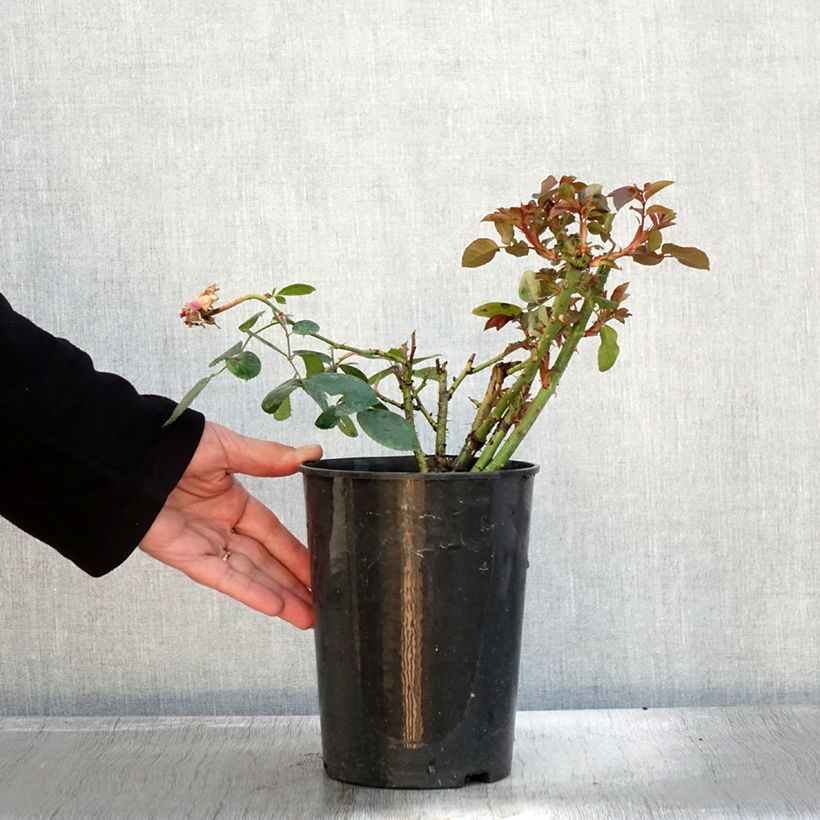 Exemplar von Rosa Claire Marshall - Edelrose Topf mit 2L/3L wie im Herbst geliefert