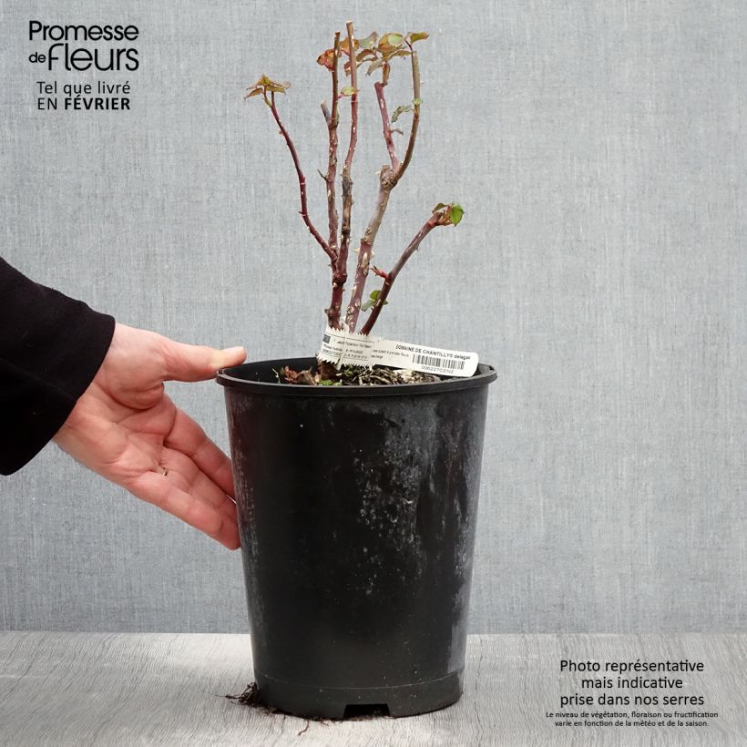 Exemplar von Rosa Domaine de Chantilly - Edelrose Topf mit 3L/4L wie im Winter geliefert