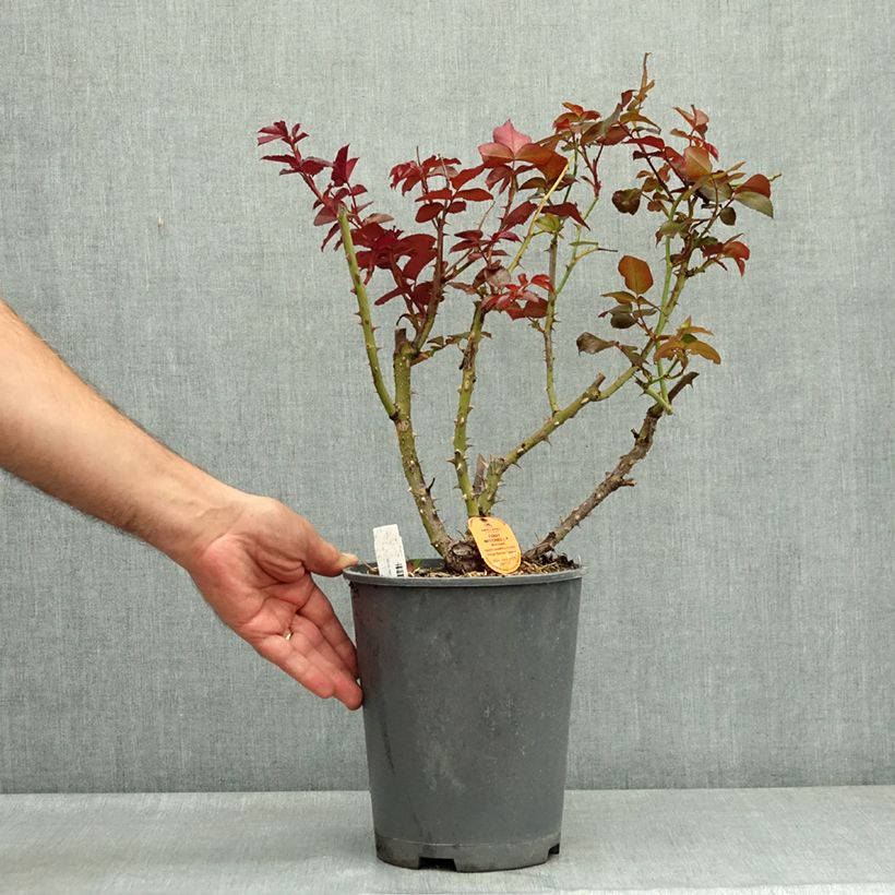 Exemplar von Rosa Eddy Mitchell - Edelrose Topf mit 4L/5L wie im Sommer geliefert