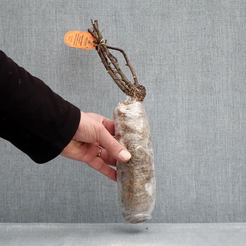 Exemplar von Rosa Edith Piaf - Edelrose Wurzelnackt in Beutel wie im Winter geliefert