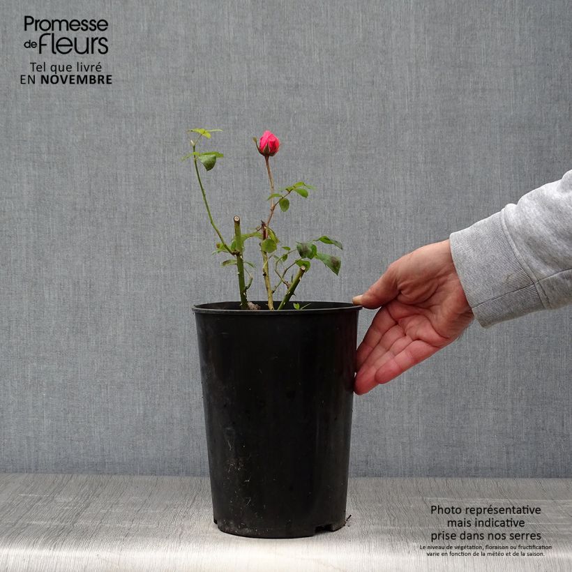 Exemplar von Rosa Elaine Paige - Edelrose Topf mit 4L/5L wie im Herbst geliefert