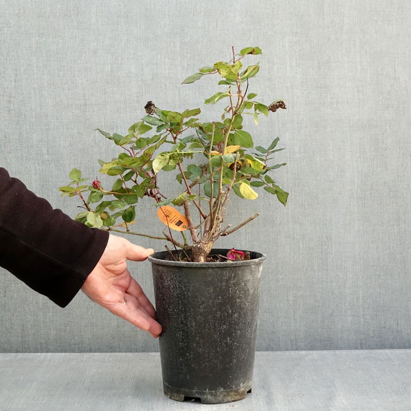 Exemplar von Rosa Elégance Française Meithatie - Edelrose Topf mit 4L/5L wie im Herbst geliefert