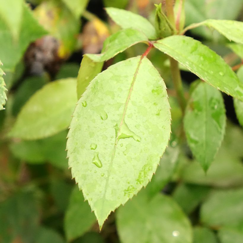 Rosa Eleganza Limona - Edelrose (Laub)