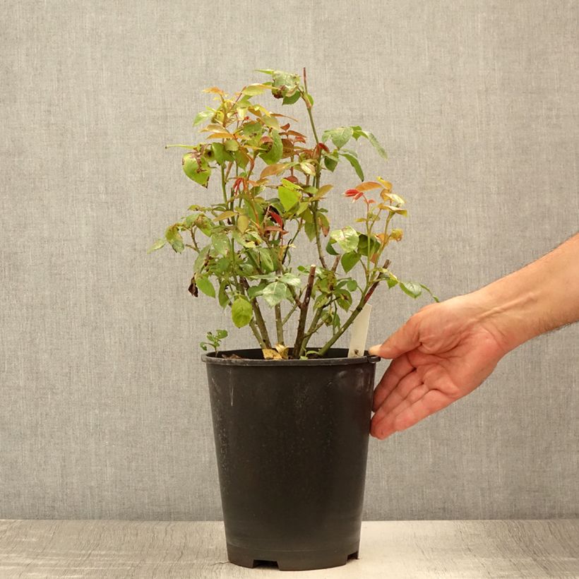 Exemplar von Rosa Eleganza Meine Rose - Edelrose Topf mit 4L/5L wie im Sommer geliefert
