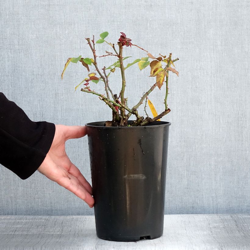 Exemplar von Rosa Eleganza Meine Rose - Edelrose Topf mit 4L/5L wie im Winter geliefert