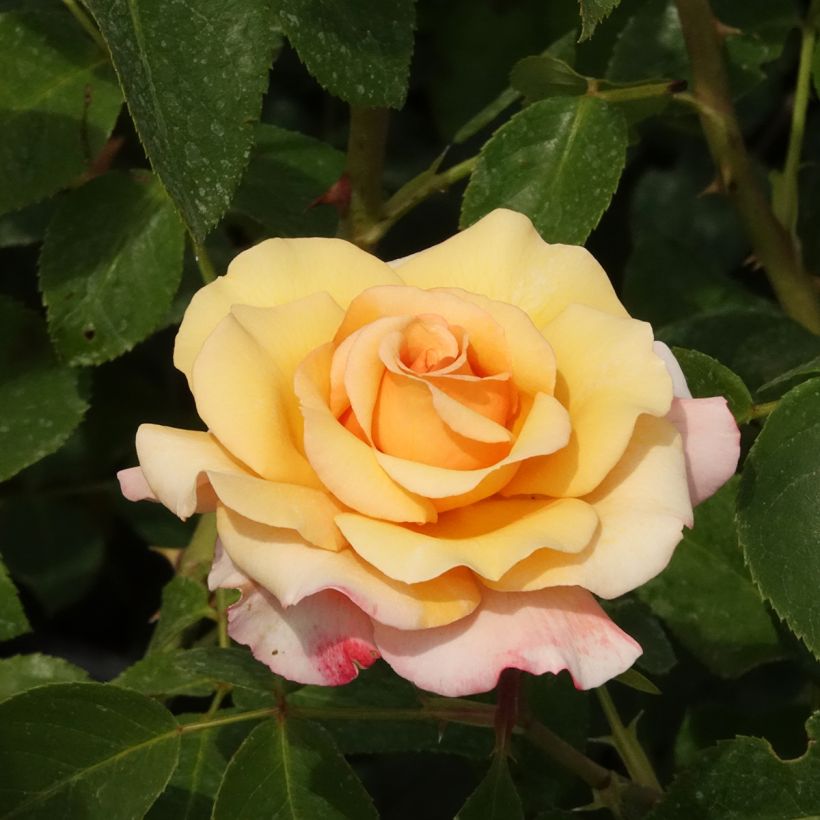 Rosa Eleganza Oh Happy Day - Edelrose (Blüte)