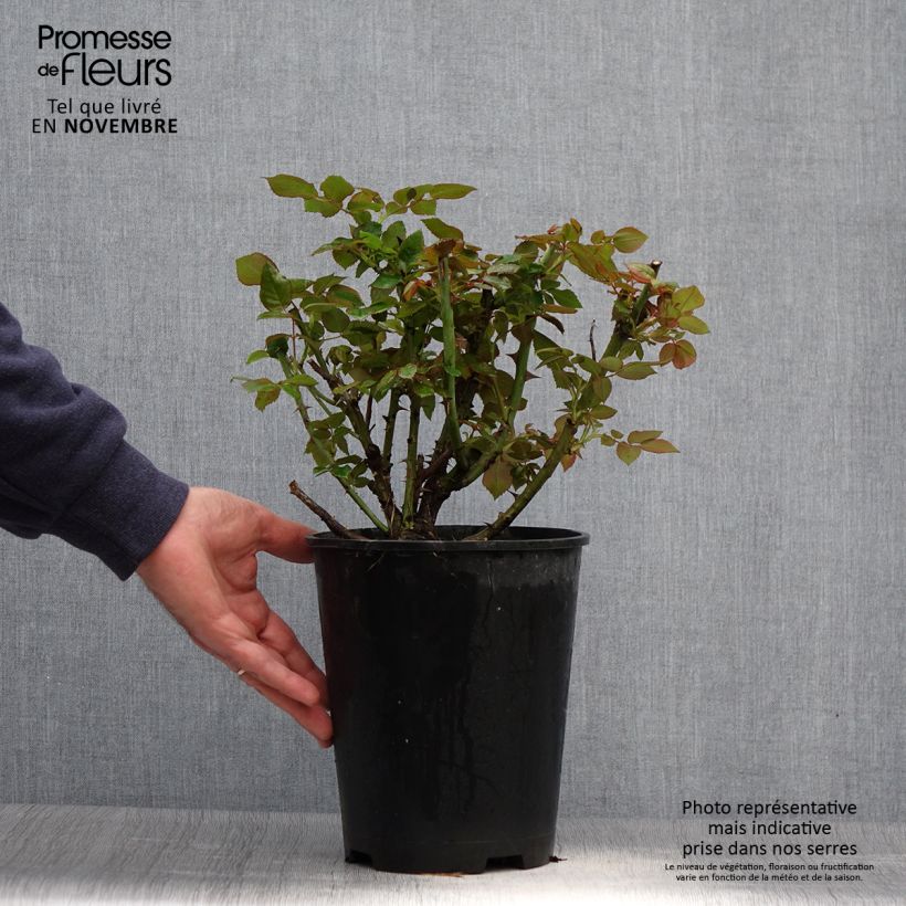 Exemplar von Rosa Eriko Takeda - Edelrose Topf mit 4L/5L wie im Herbst geliefert