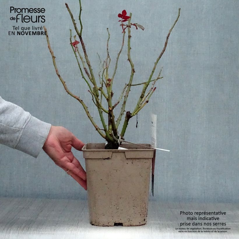 Exemplar von Rosa Fragonard - Edelrose Topf mit 3L/4L wie im Herbst geliefert