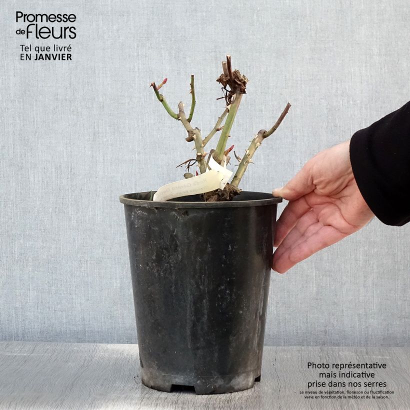 Exemplar von Rosa Gérard Depardieu - Edelrose Topf mit 4L/5L wie im Winter geliefert