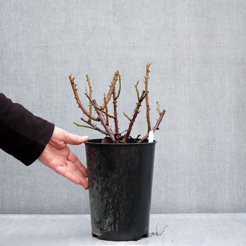 Exemplar von Rosa Goldfinger - Edelrose Topf mit 4L/5L wie im Winter geliefert