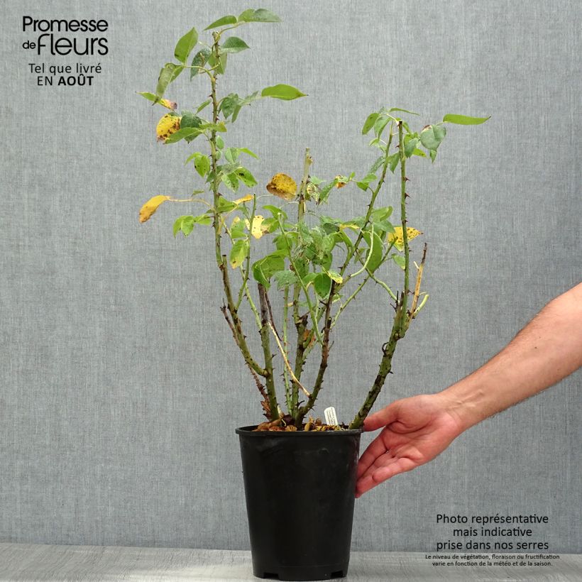 Exemplar von Rosa Henri Delbard - Edelrose Topf mit 3L/4L wie im Sommer geliefert