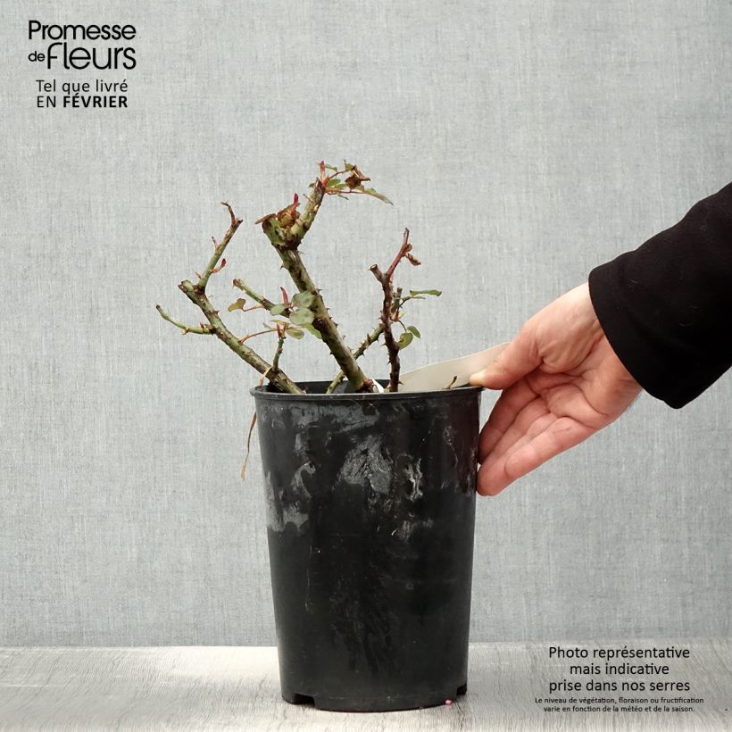 Exemplar von Rosa Henryane de Chaponay - Edelrose Topf mit 4L/5L wie im Winter geliefert