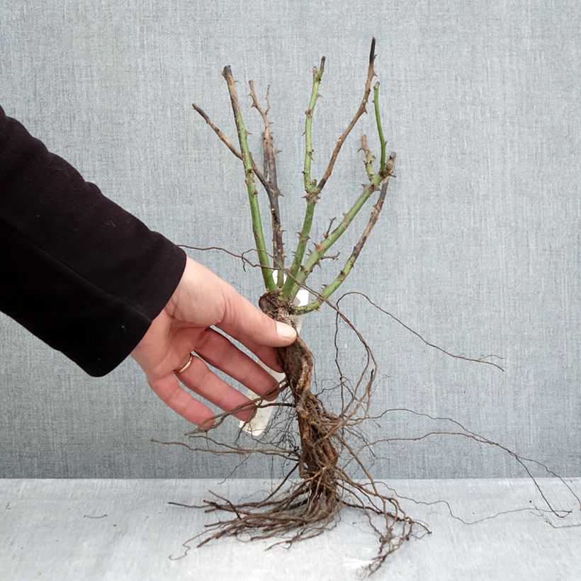 Exemplar von Rosa Ingrid Bergman - Edelrose Wurzelnackt wie im Winter geliefert