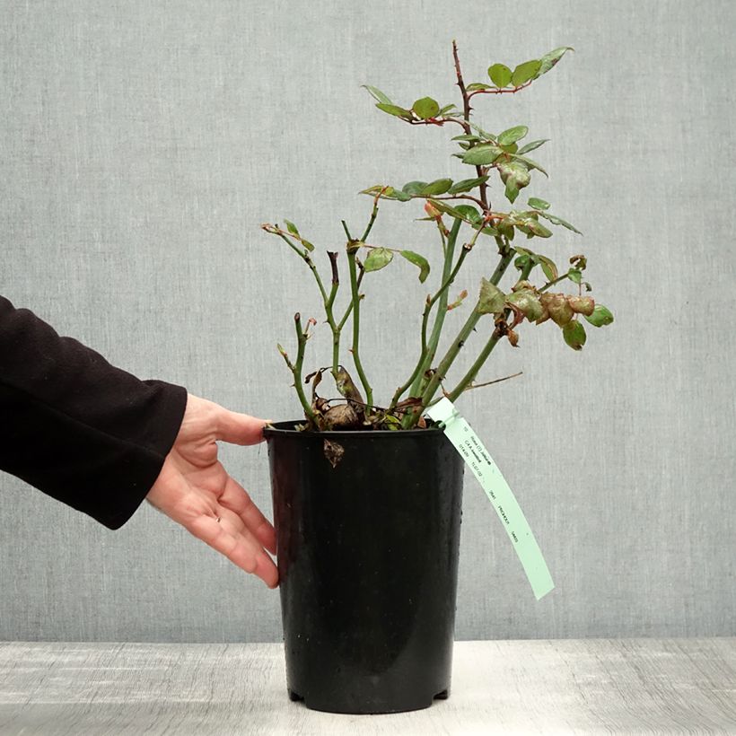 Exemplar von Rosa Jalitah - Edelrose Topf mit 4L/5L wie im Herbst geliefert