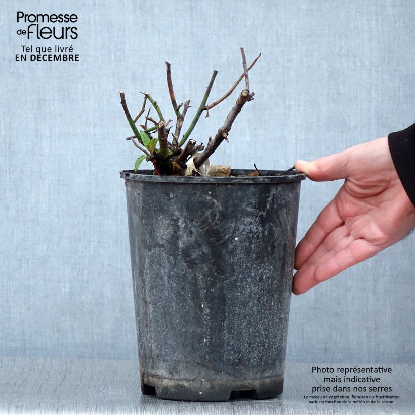 Exemplar von Rosa Kazatchok - Edelrose Topf mit 4L/5L wie im Herbst geliefert