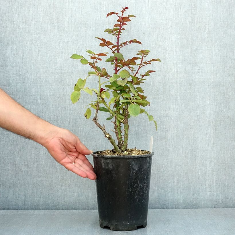 Exemplar von Rosa Laeticia Casta - Edelrose Topf mit 4L/5L wie im Sommer geliefert