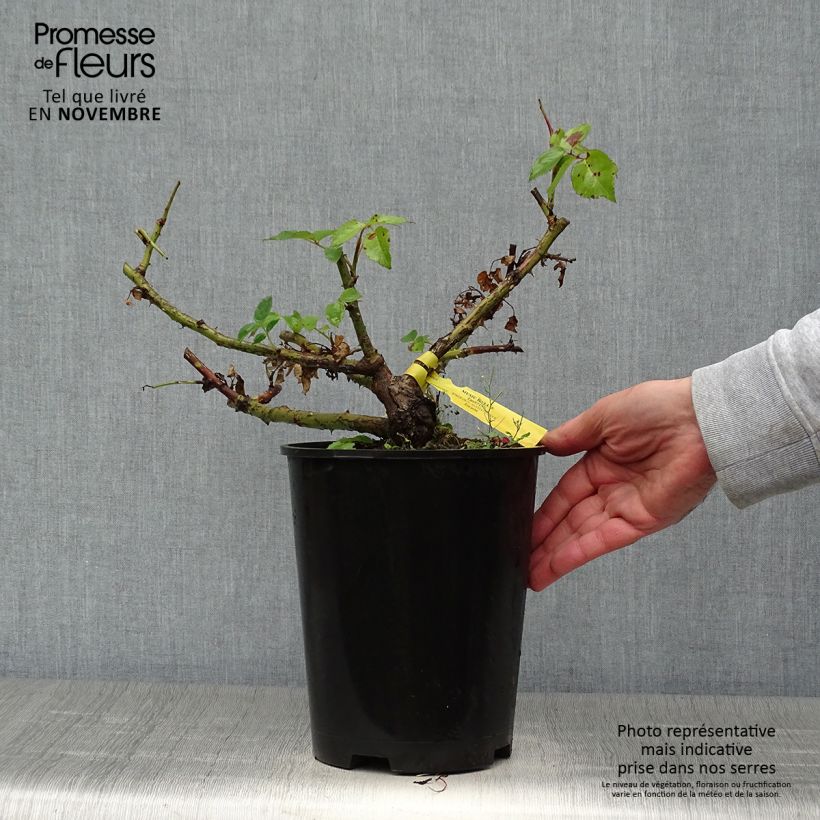 Exemplar von Rosa Les Années Folles Music Hall - Edelrose Topf mit 4L/5L wie im Herbst geliefert