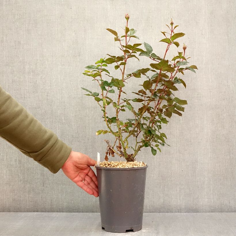 Exemplar von Rosa Macha Meril - Edelrose Topf mit 4L/5L wie im Frühjahr geliefert