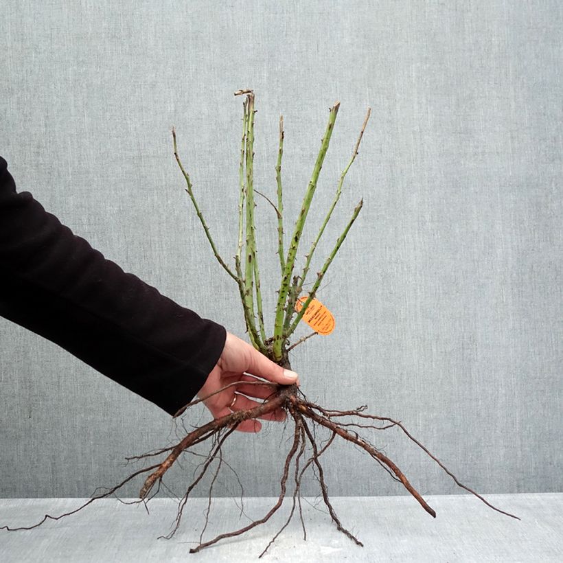 Exemplar von Rosa Michelangelo - Edelrose Wurzelnackt wie im Winter geliefert