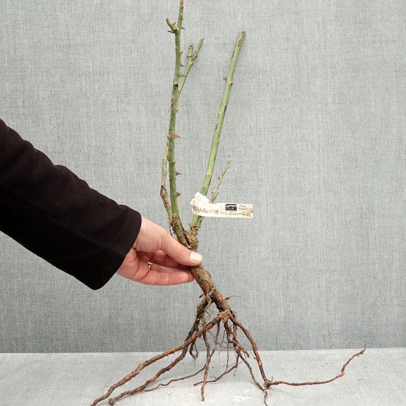 Exemplar von Rosa Mme A. Meilland - Edelrose Wurzelnackt wie im Winter geliefert