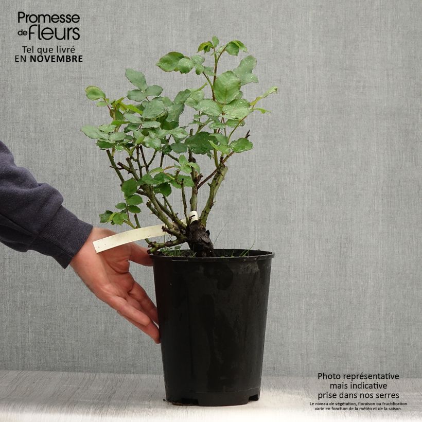 Exemplar von Rosa New Imagine - Edelrose Topf mit 4L/5L wie im Herbst geliefert